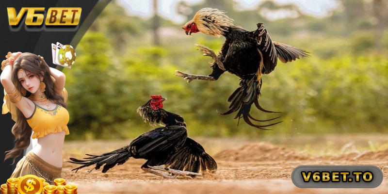 Đá Gà Chọi C1 – Cuộc Đấu Nảy Lửa Của Những Gà Sư Lão Làng