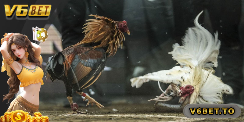 Danh sách phong phú các trò chơi đá gà