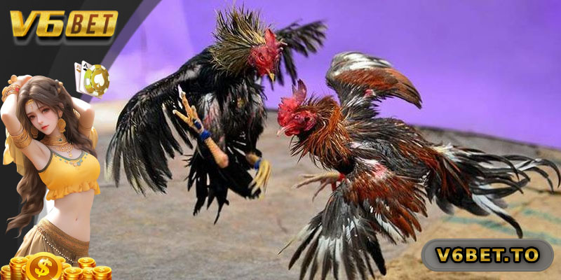 Điều gì khiến đá gà Thomo trực tuyến tại V6BET trở nên thu hút