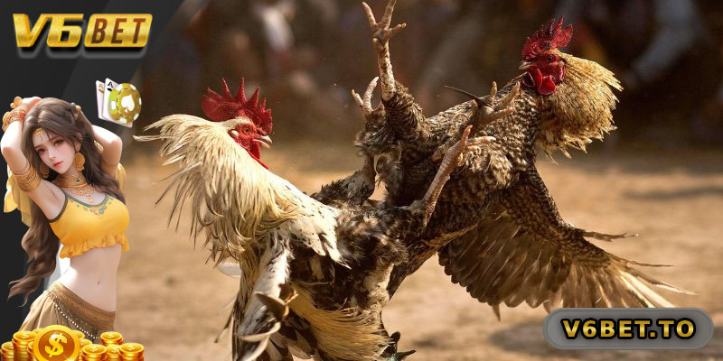 Hình thức đá gà chọi c1 hấp dẫn
