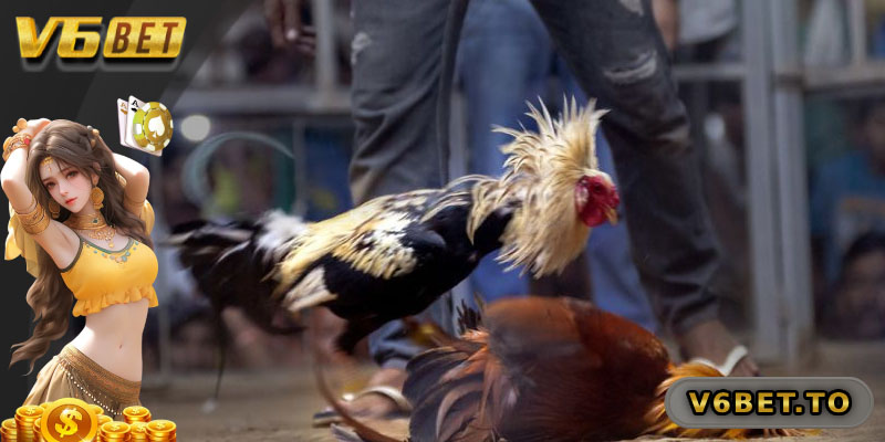 Những điểm cần quan tâm khi chơi đá gà tre trực tuyến