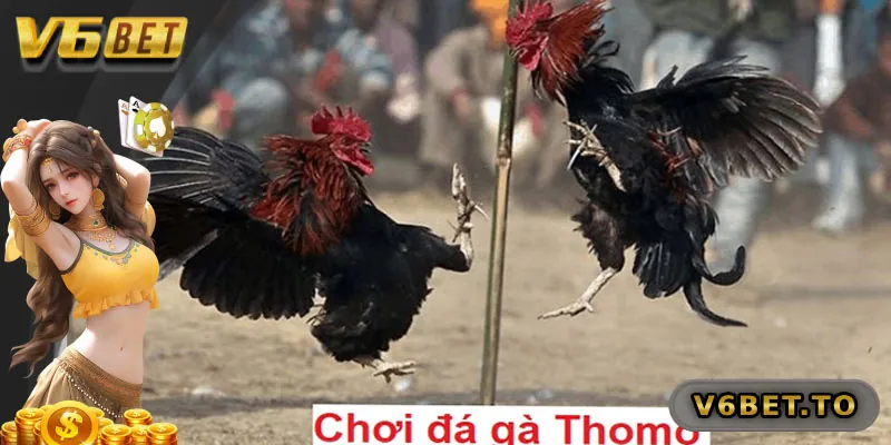 Những lưu ý khi tham gia chơi đá gà Thomo