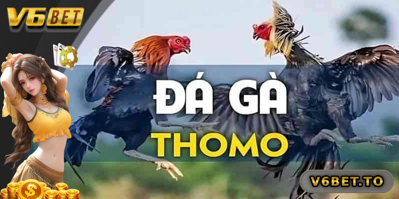 Những ưu điểm khiến người chơi yêu thích đá gà Thomo