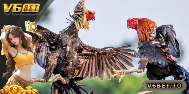 Phương thức cá cược thông dụng trong đá gà tre