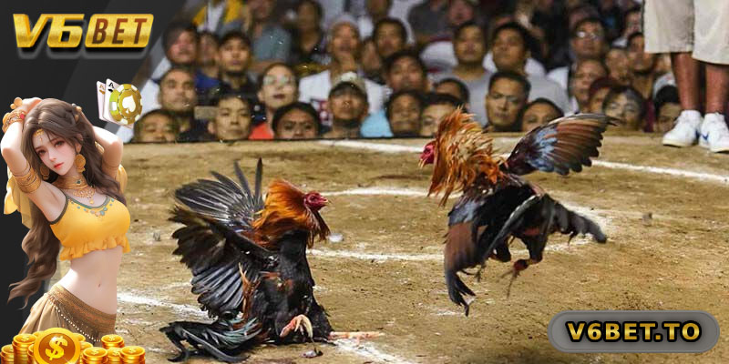 Tổng quan đá gà chọi C1