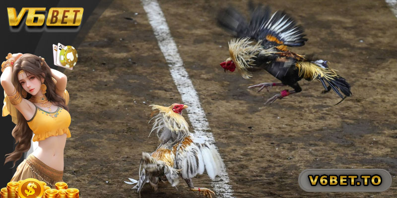 Tổng quan về đá gà