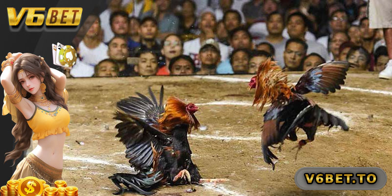 Đá Gà Đòn - Sân Chơi Kịch Tính Cho Dân Chơi Gà Chọi