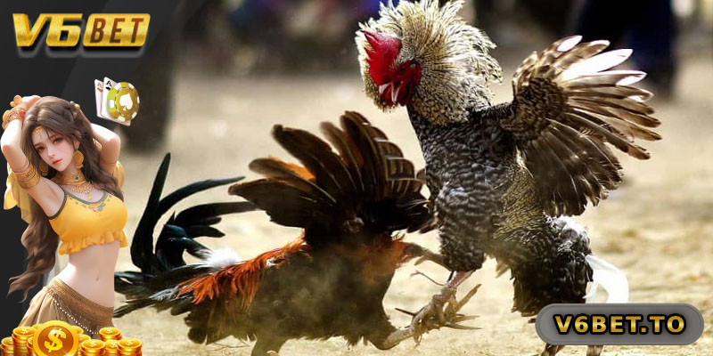 Vì sao nên chọn sảnh đá gà V6bet